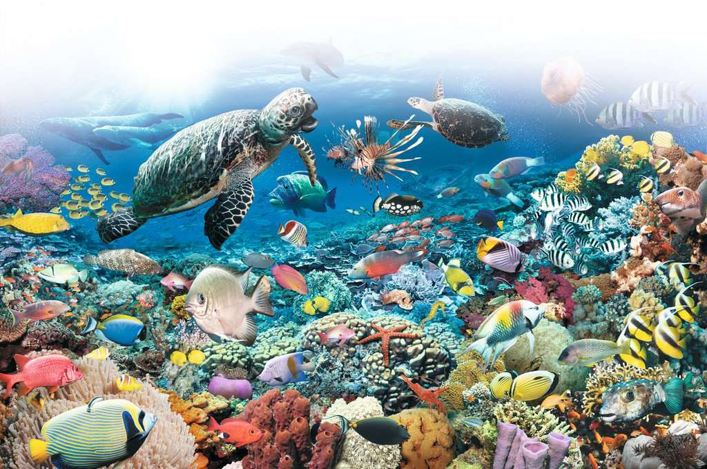 Ravensburger Puzzle Jewels of The Sea » 1 000 pièces