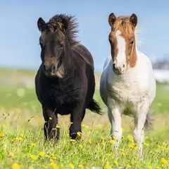 Liebe Pferde - Bild 2 - Klicken zum Vergößern