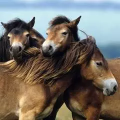 Liebe Pferde - Bild 4 - Klicken zum Vergößern