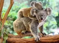 Koalafamilie - Bild 2 - Klicken zum Vergößern