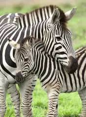 Zebra Love                300p - Billede 2 - Klik for at zoome