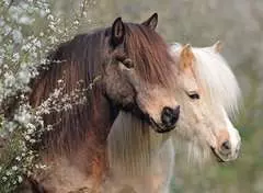Schöne Pferde - Bild 2 - Klicken zum Vergößern