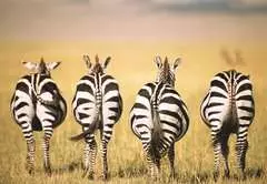 Zebra - Bild 2 - Klicken zum Vergößern