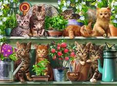 Katzen im Regal - Bild 2 - Klicken zum Vergößern