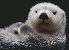 Süßer kleiner Otter - Bild 2 - Klicken zum Vergößern