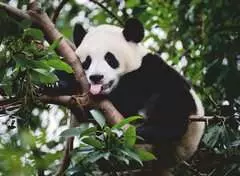 Pandabär - Bild 2 - Klicken zum Vergößern