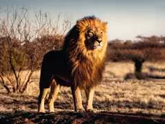 Puzzle 1500 p - Le lion, le roi des animaux - Image 2 - Cliquer pour agrandir