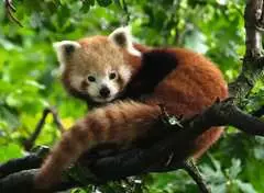 Puzzle 500 p - Adorable Panda roux - Image 2 - Cliquer pour agrandir
