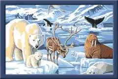 Tiere der Arktis - Bild 2 - Klicken zum Vergößern