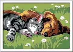 Sleeping Cat and Dog - image 2 - Click to Zoom