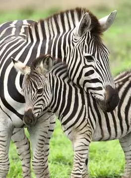 Zebra Love                300p Puslespil;Puslespil for børn - Billede 2 - Ravensburger