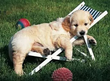 Golden Retriever Puzzles;Puzzle Adultos - imagen 2 - Ravensburger