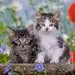 Tiger Kittens Jigsaw Puzzles;Children s Puzzles - image 3 - Ravensburger