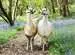 Flauschige Freundschaft Puzzle;Kinderpuzzle - Bild 2 - Ravensburger