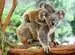 Koalafamilie Puzzle;Kinderpuzzle - Bild 2 - Ravensburger