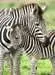 Zebra Love                300p Puslespill;Barnepuslespill - bilde 2 - Ravensburger