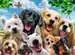 Delighted Dogs Puzzle;Kinderpuzzle - Bild 2 - Ravensburger