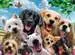 Ravensburger Delighted Dogs XXL 300pc Jigsaw Puzzle Puzzles;Children s Puzzles - image 3 - Ravensburger
