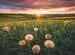 Pusteblumen im Sonnenuntergang Puzzle;Erwachsenenpuzzle - Bild 2 - Ravensburger