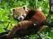 Puzzle 500 p - Adorable Panda roux Puzzle;Puzzle adulte - Image 2 - Ravensburger