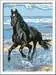 Paard in de branding Hobby;Schilderen op nummer - image 2 - Ravensburger