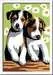Schattige puppies Hobby;Schilderen op nummer - image 2 - Ravensburger