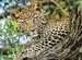 Puzzle N 500 p - Les yeux du léopard Puzzle Nathan;Puzzle adulte - Image 2 - Ravensburger